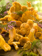 chanterelle