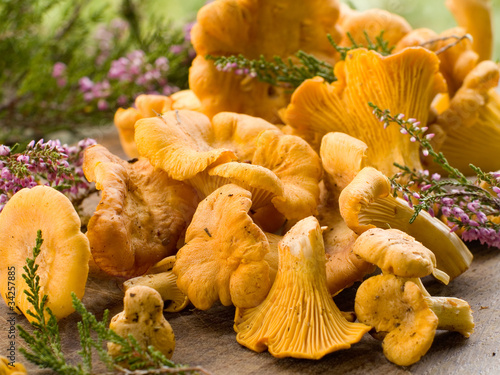 Foto: chanterelle chanterelle