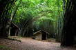 Home at the bamboo forest