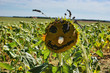 Hippie Sunflower Hippie Sunflower
