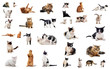 chats en studio