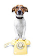 dog phone telephone