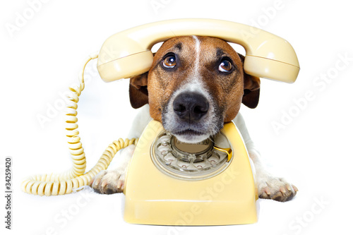 Dog On Telephone