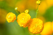 Yellow flowers Yellow flowers