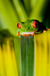Red-eyed Treefrog