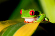 Red-eyed Treefrog