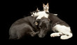 cats and dog