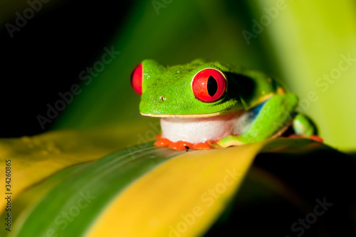 Photo: Red-eyed Treefrog Red-eyed Treefrog
