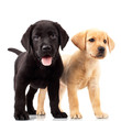 two cute labrador puppies
