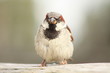 Kleiner Spatz