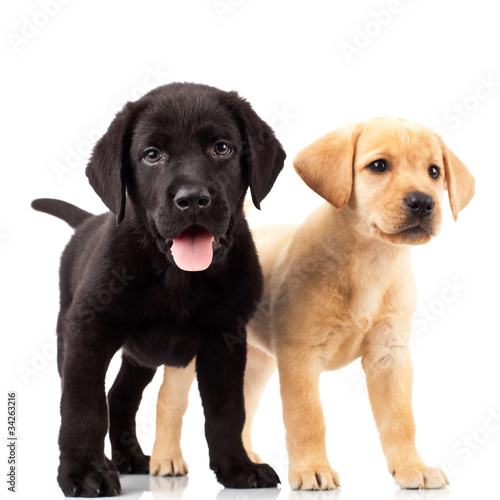 Photo: two cute labrador puppies two cute labrador puppies