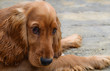 Cocker spaniel puppy