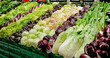 Verdura - insalata e radicchio