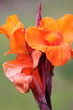 Canna in bloom