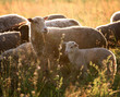 sheep graze in the pasture