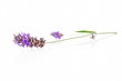Lavender isolated. Lavender isolated.