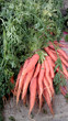 Organic Farm Carrots