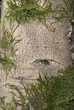 Close up of a tree with moss around it Close up of a tree with moss around it
