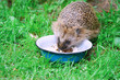 Hedgehog