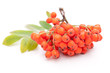Eberesche (Sorbus aucuparia) beeren auf weißem Hintergrund