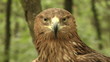 Eagle.