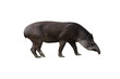 tapir