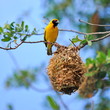 Bélier tisserand, La Réunion.