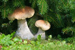 Mushrooms