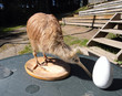 Photo: Kiwi bird and egg Kiwi bird and egg
