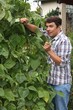 Foto: Gärtner erntet Bohnen im Garten Gärtner erntet Bohnen im Garten