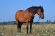 Cheval brun Cheval brun