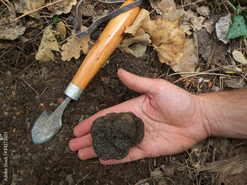 Photo: black truffle black truffle