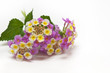 lantana rosa e gialla lantana rosa e gialla