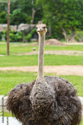 Photo: portrait of ostrich portrait of ostrich