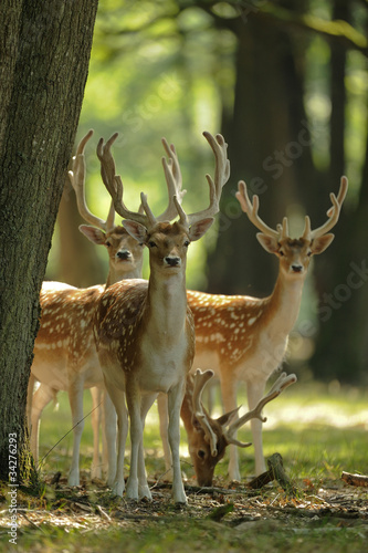 Foto: Daimes Daimes
