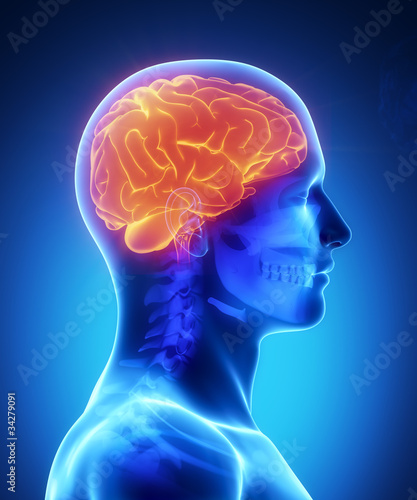 Illustration: Human brain with visible skull lateral view Human brain with visible skull lateral view