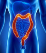 Male colon anatomy - digestive system