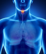 Male larynx anatomy