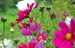 fleurs...cosmos