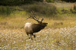 Bugling Elk
