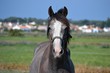 Cheval gris dans le marais Cheval gris dans le marais