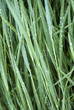 Green grass