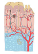 Human skin anatomy illustration