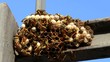 Nido di vespe-Wasp nest