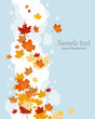 Autumn leaves