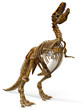 t-rex skeleton