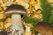 Foto: Edelpilze Edelpilze