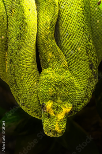 Photo: green python, Morelia viridis green python, Morelia viridis