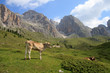Le Odle dall'alpe di Cisles (Val Gardena)
