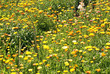 Foto: Blumenwiese Blumenwiese